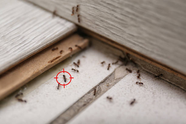 Best Affordable Pest Control Services  in Hasley Nyon, CA