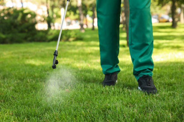 Best Termite Control Services  in Hasley Nyon, CA
