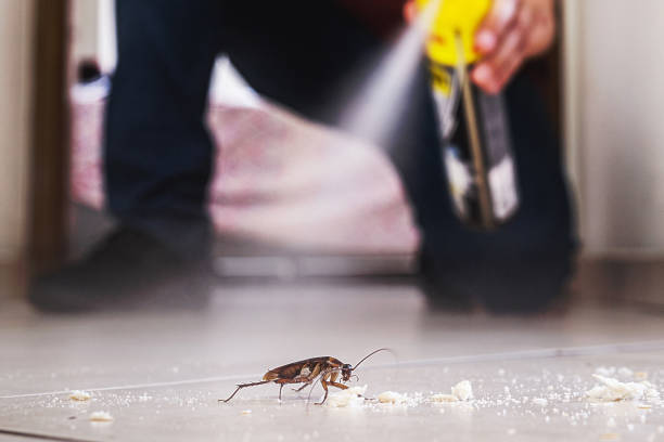 Best Best Pest Control Companies  in Hasley Nyon, CA